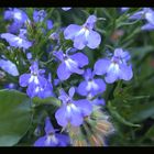 Blaue Blüten1