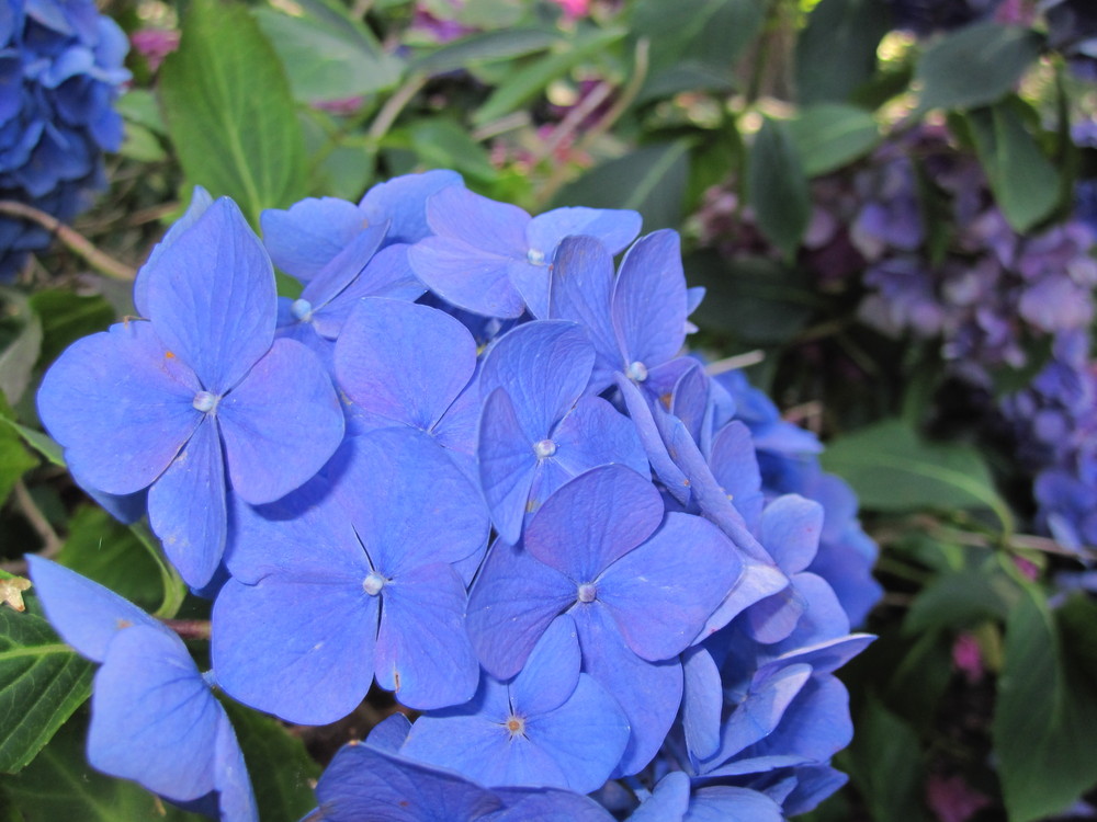 Blaue Blütenblätter Foto & Bild pflanzen, pilze & flechten, blüten