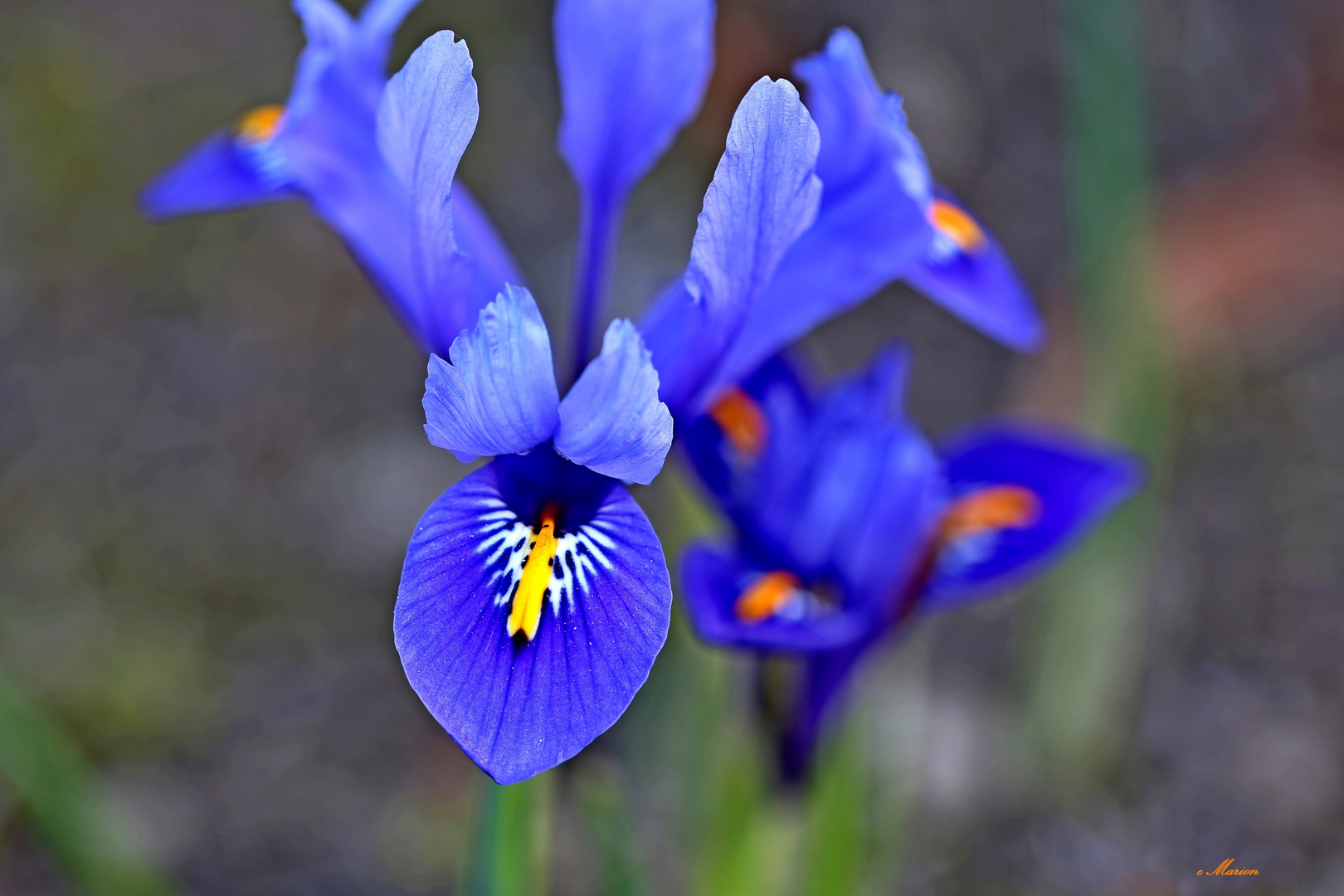 Blaue Blütenpracht