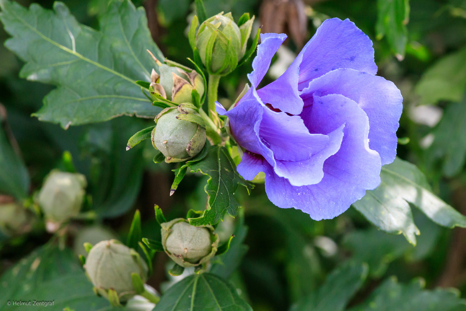 Blaue Blütenpracht