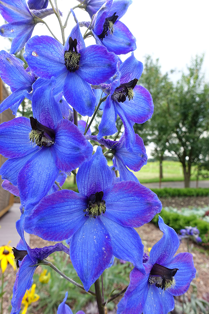 Blaue Blütenpracht