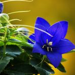 blaue Blume