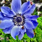 Blaue Blume