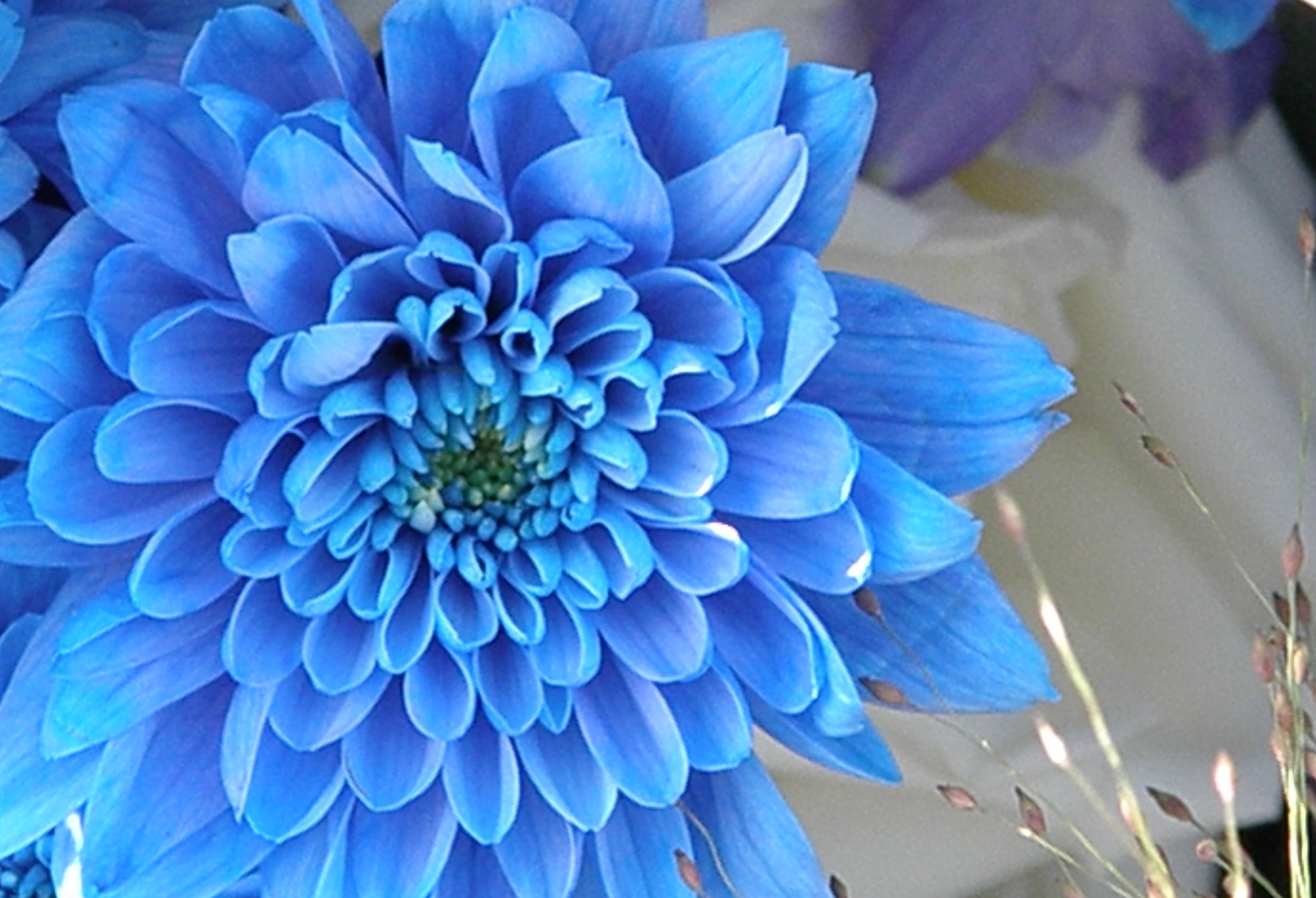 Blaue Blume