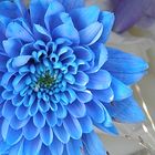 Blaue Blume