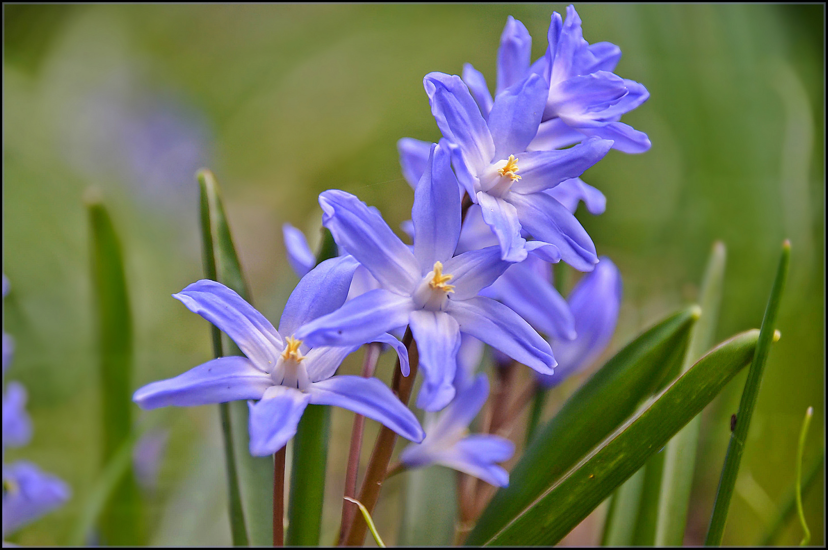 Blaue Blume ...