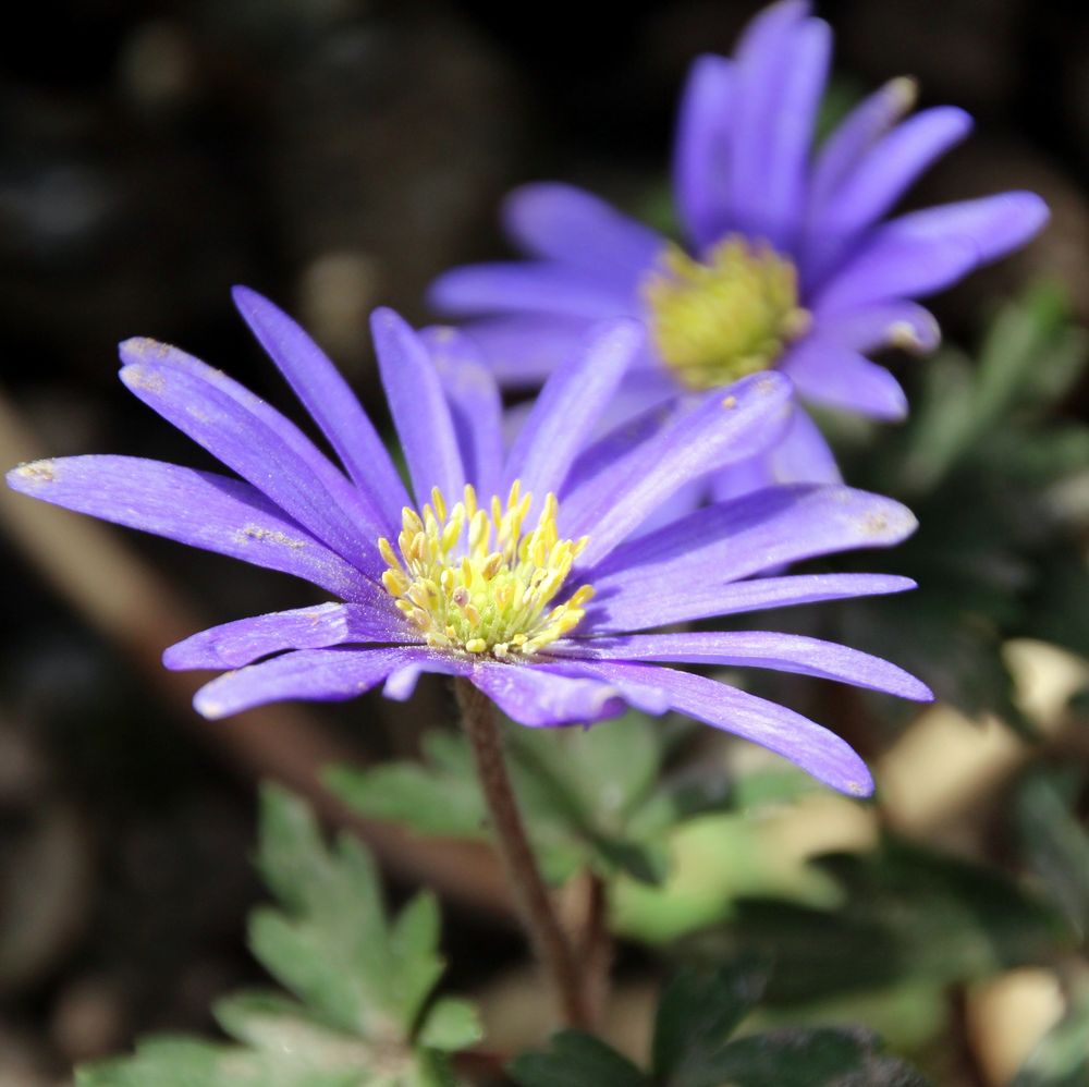 Blaue Blume von Ursi Joos