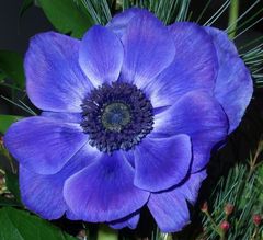 Blaue Blume 1