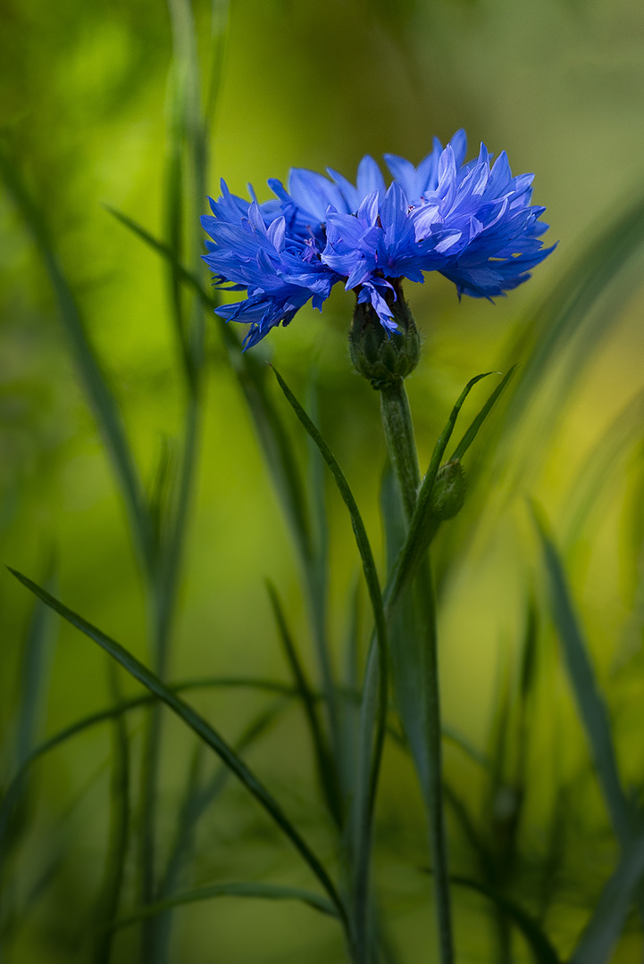 Blaue Blume