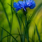 Blaue Blume