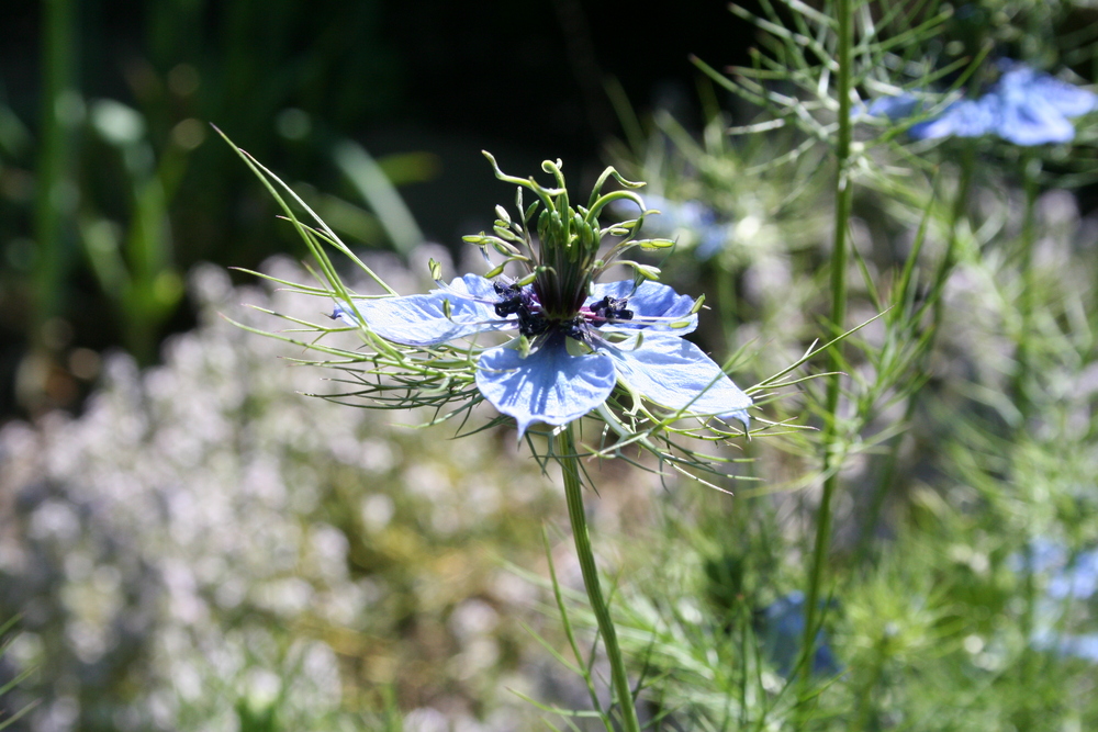 blaue Blume