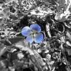 Blaue Blume...