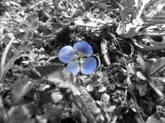 Blaue Blume...