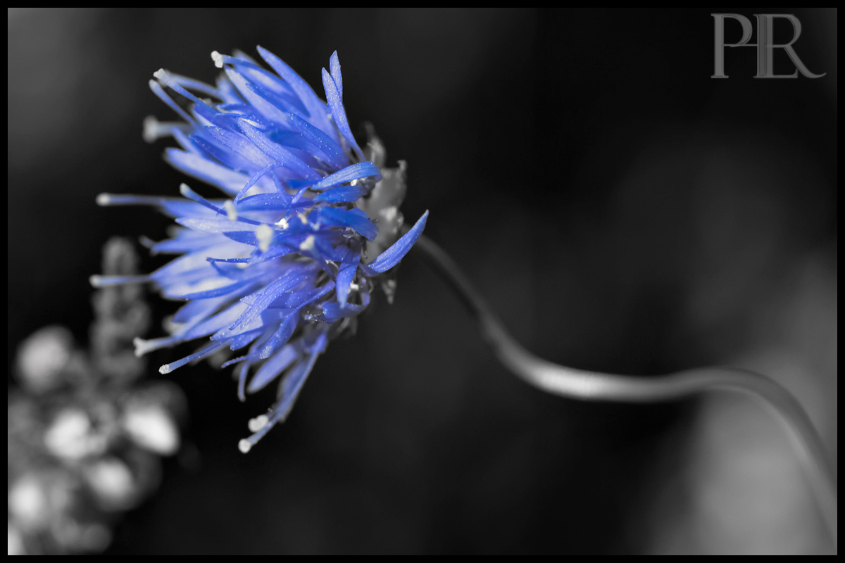 Blaue Blume