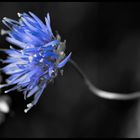 Blaue Blume