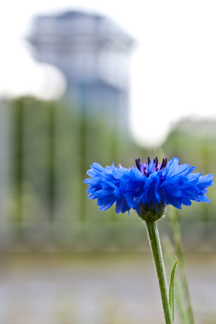 Blaue Blume