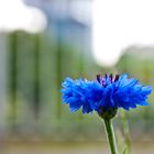 Blaue Blume