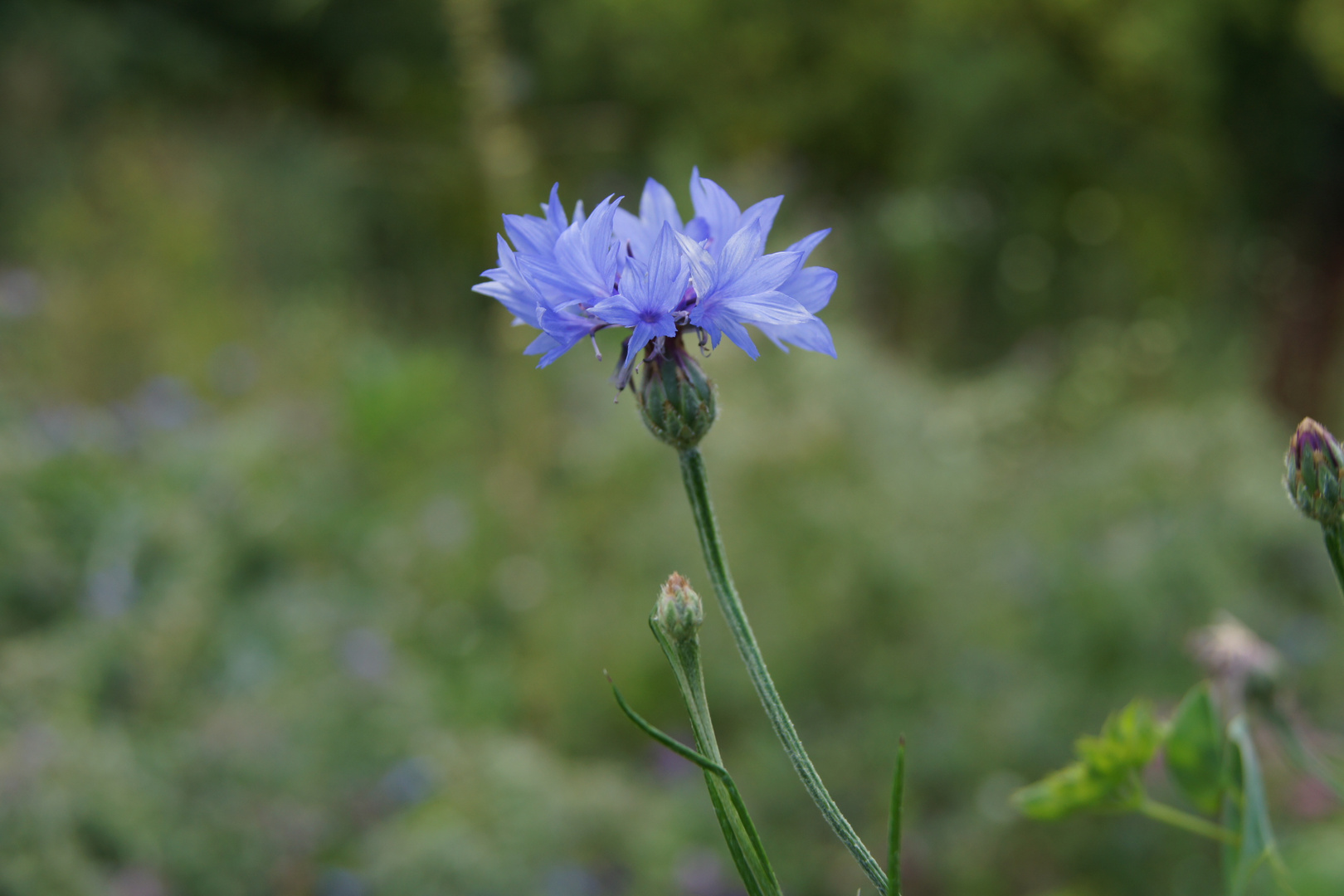 Blaue Blume