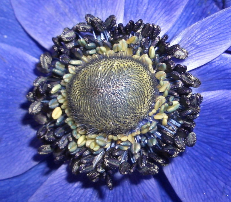 Blaue Blume 2