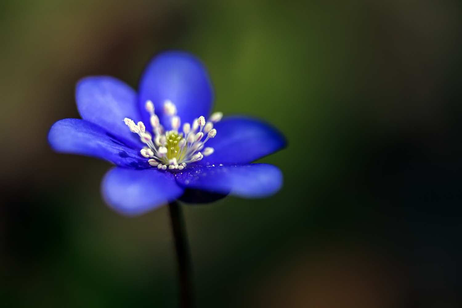 blaue blume