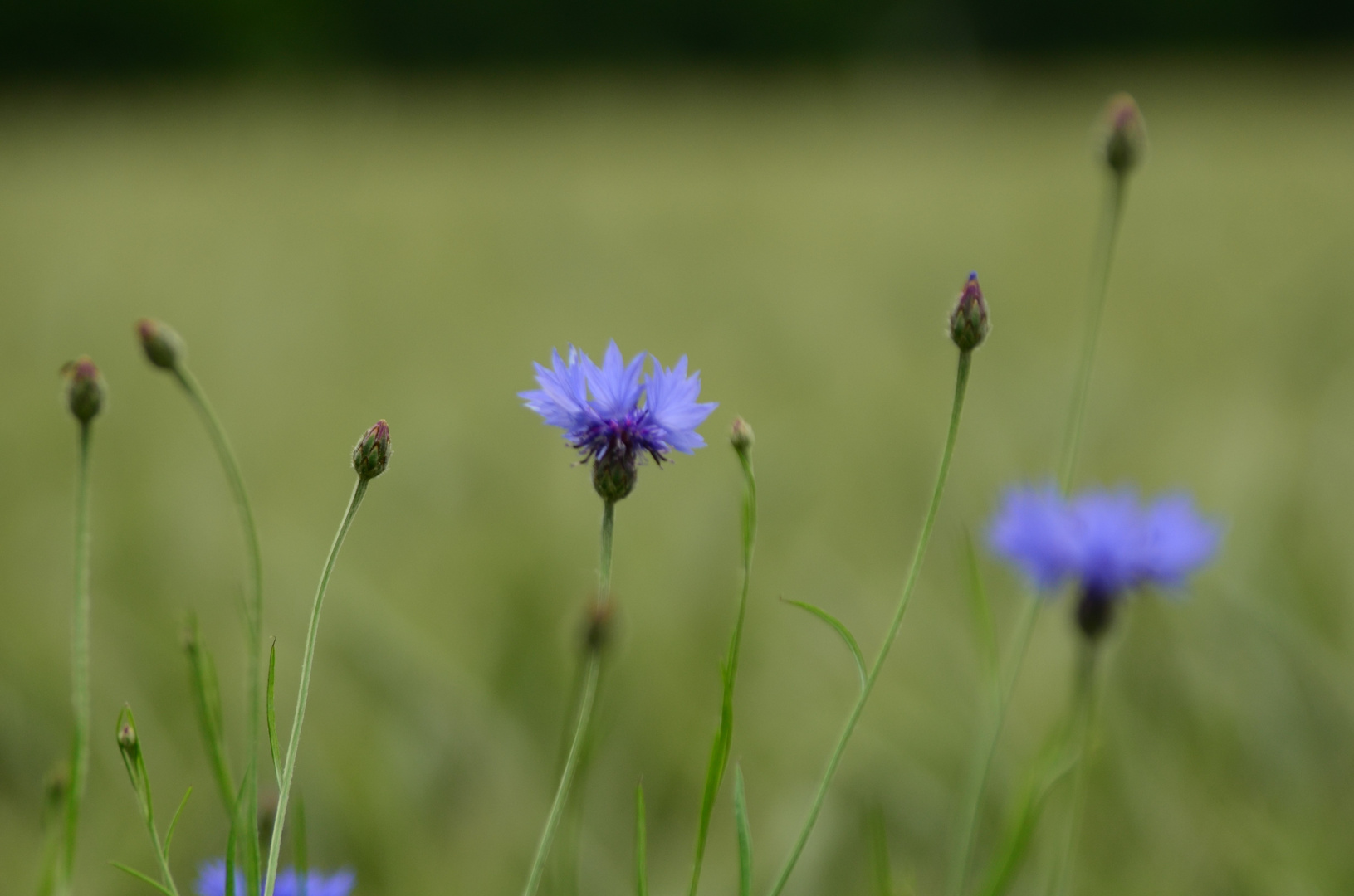 blaue Blume