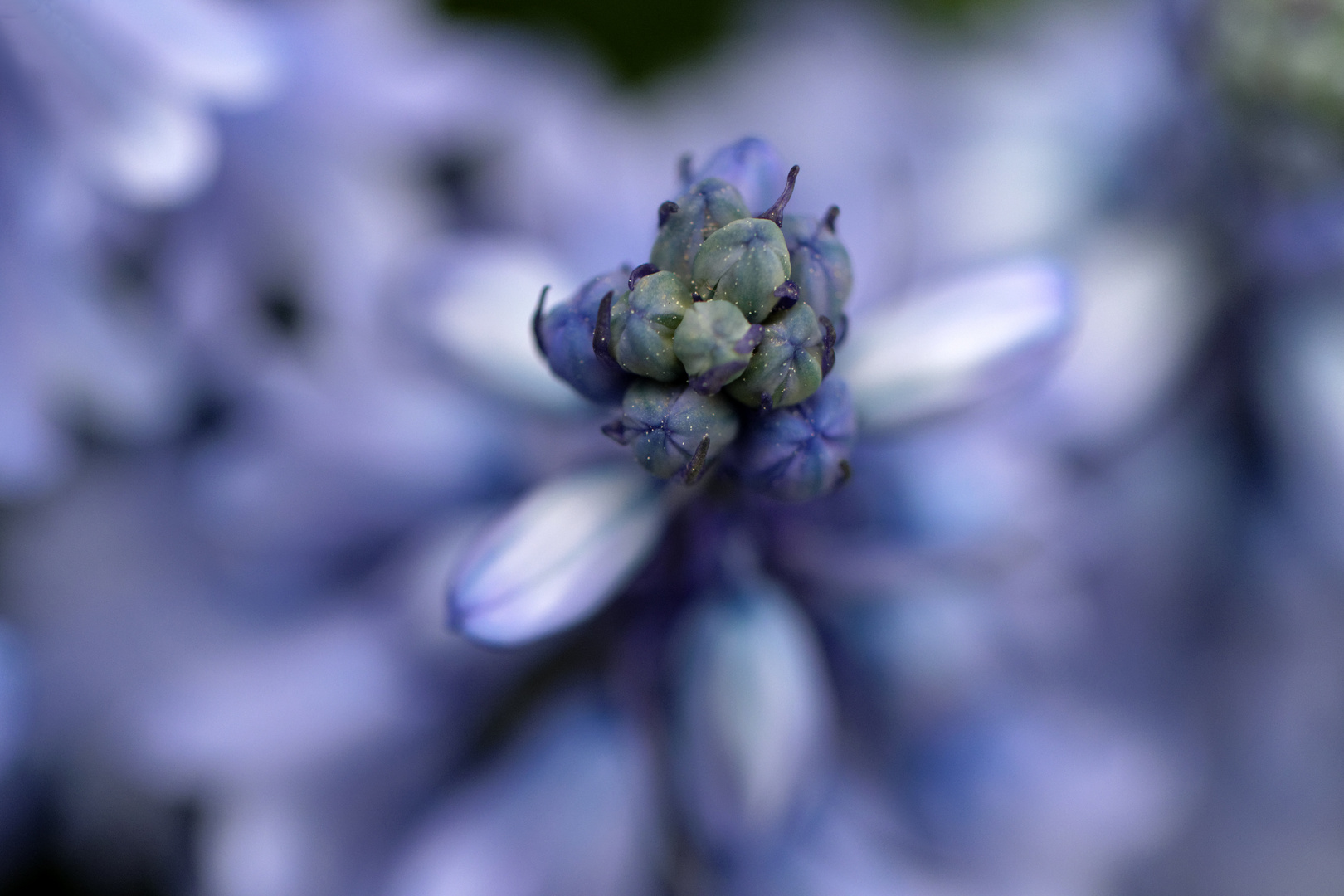 "Blaue Blume"