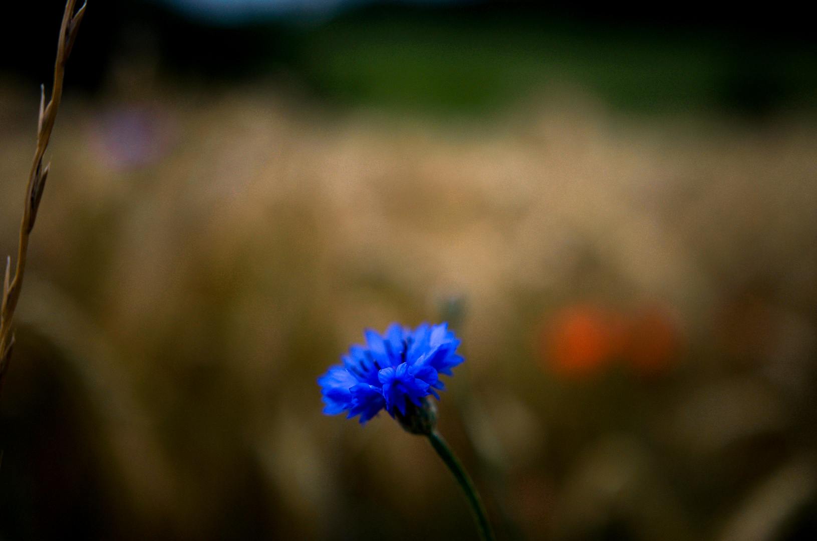 Blaue Blume 