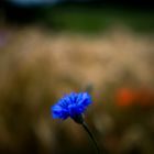 Blaue Blume 