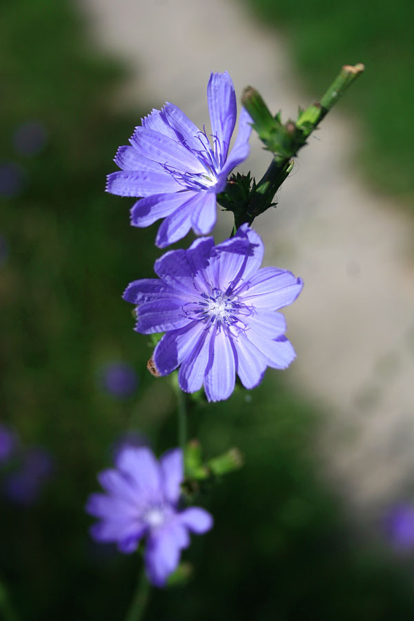 Blaue Blume