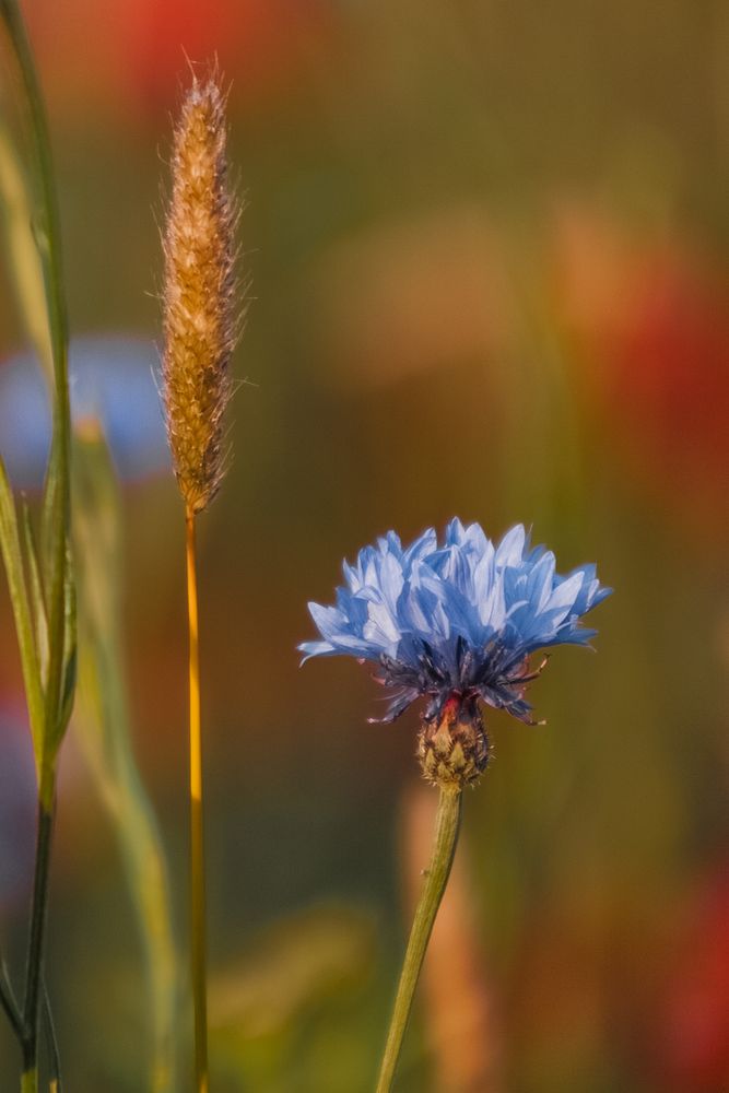 Blaue Blume (4244)