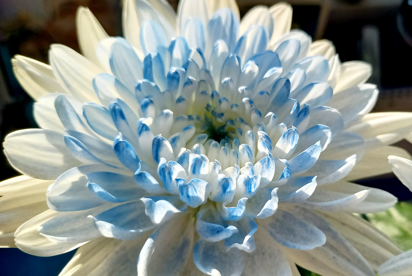 Blaue Blume