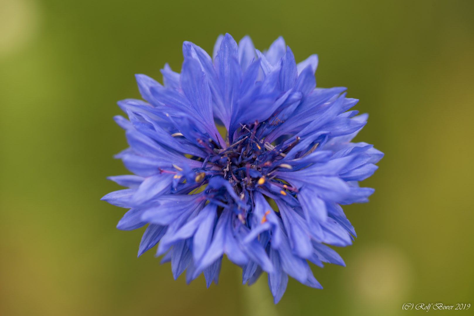 Blaue Blume