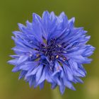 Blaue Blume