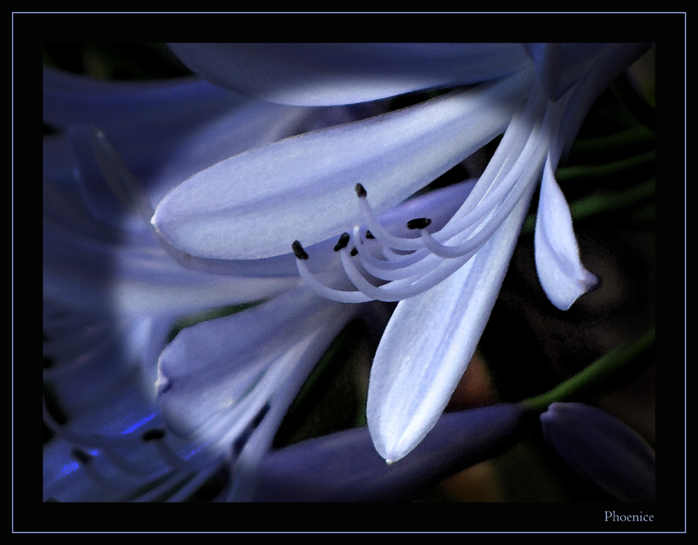 Blaue Blume