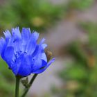 Blaue Blume