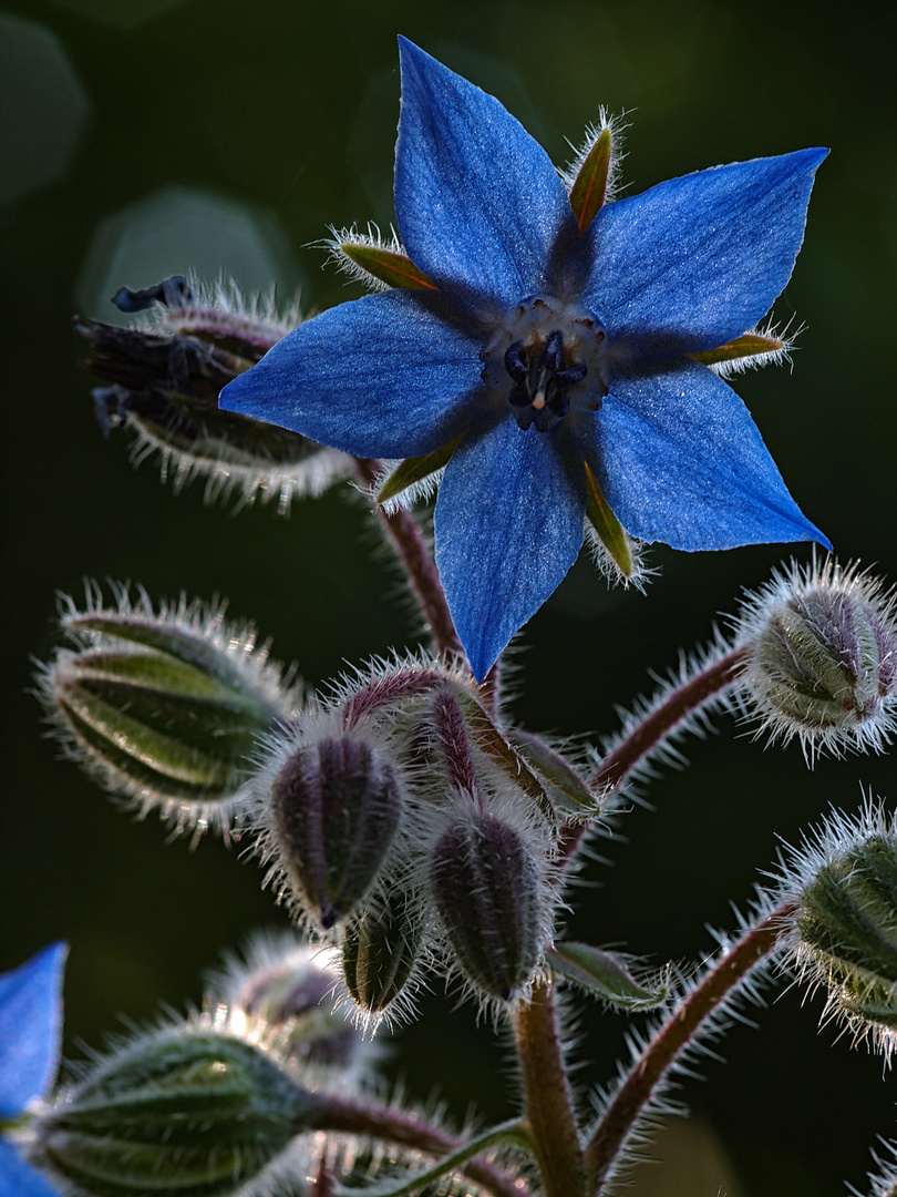 blaue Blume