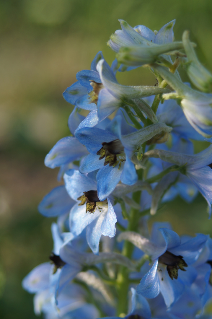 Blaue Blume