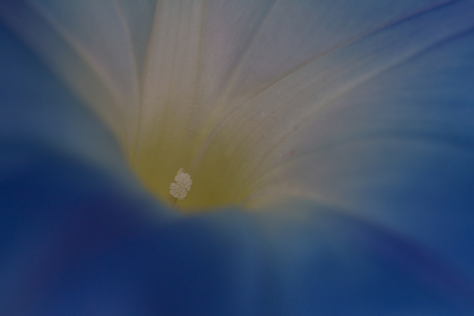 Blaue Blume