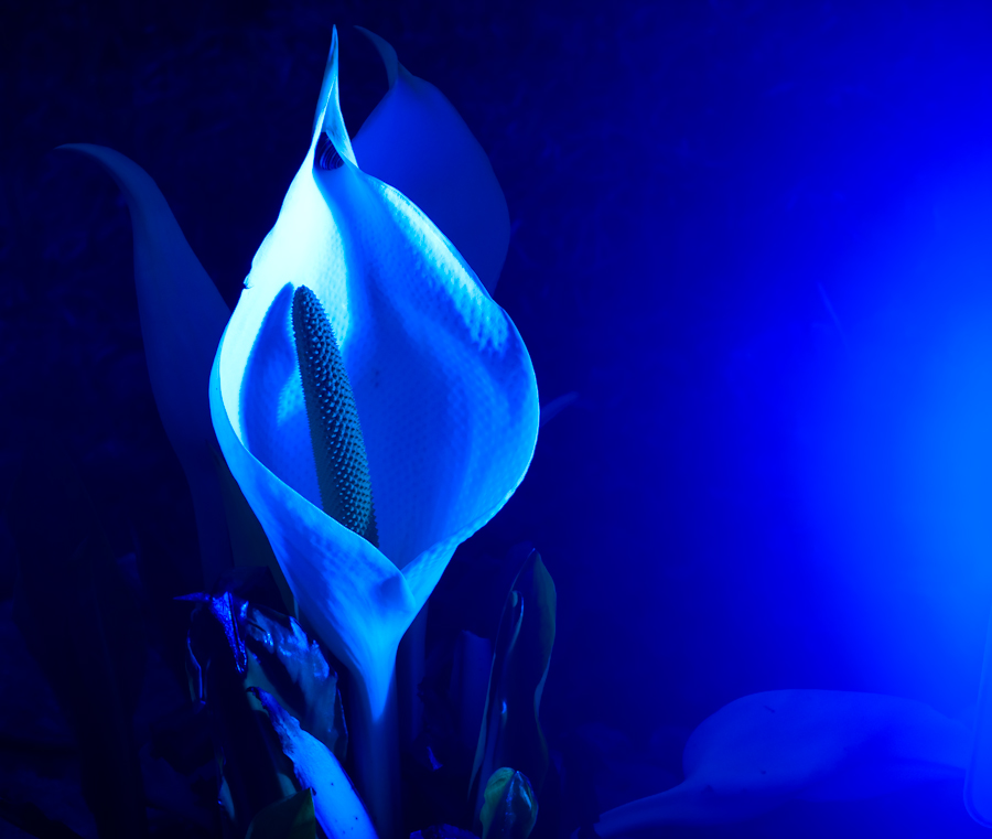 Blaue Blume