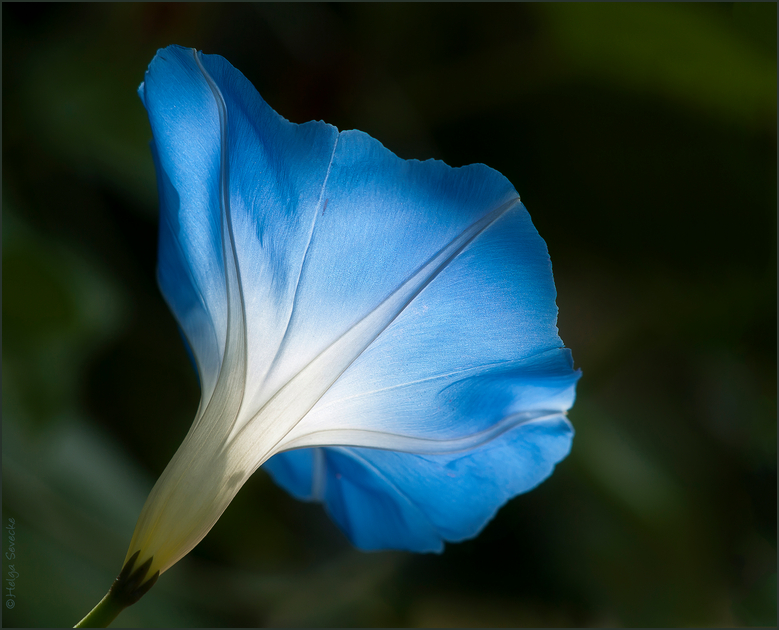 Blaue Blume