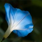 Blaue Blume