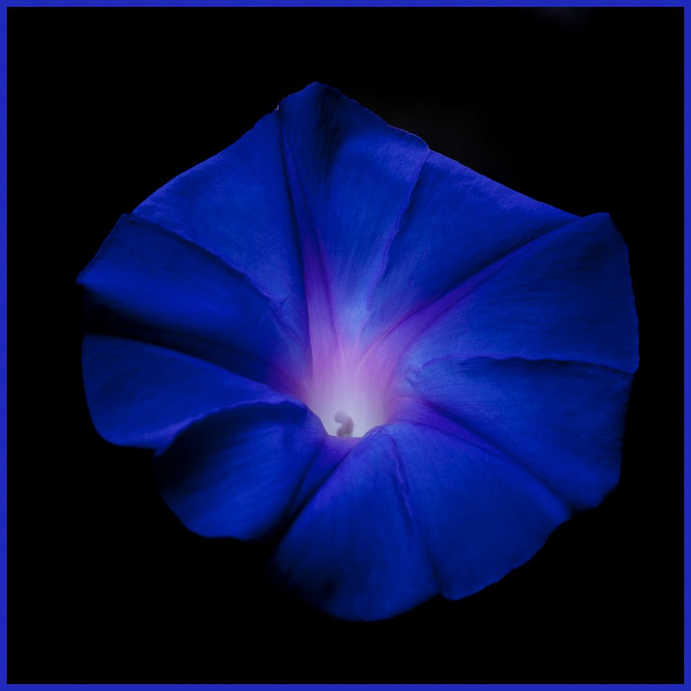 Blaue Blume