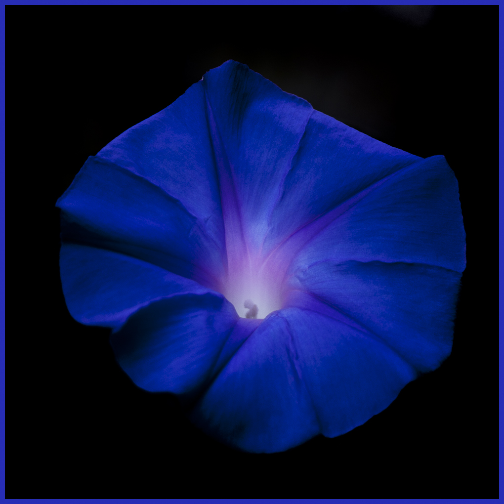 Blaue Blume