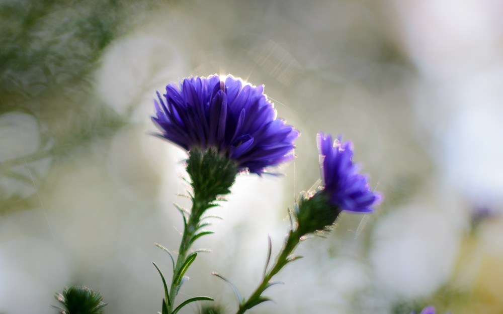 Blaue Blume