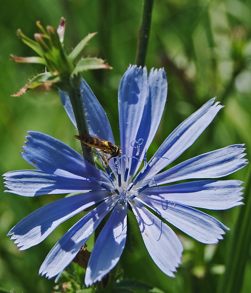 Blaue Blume