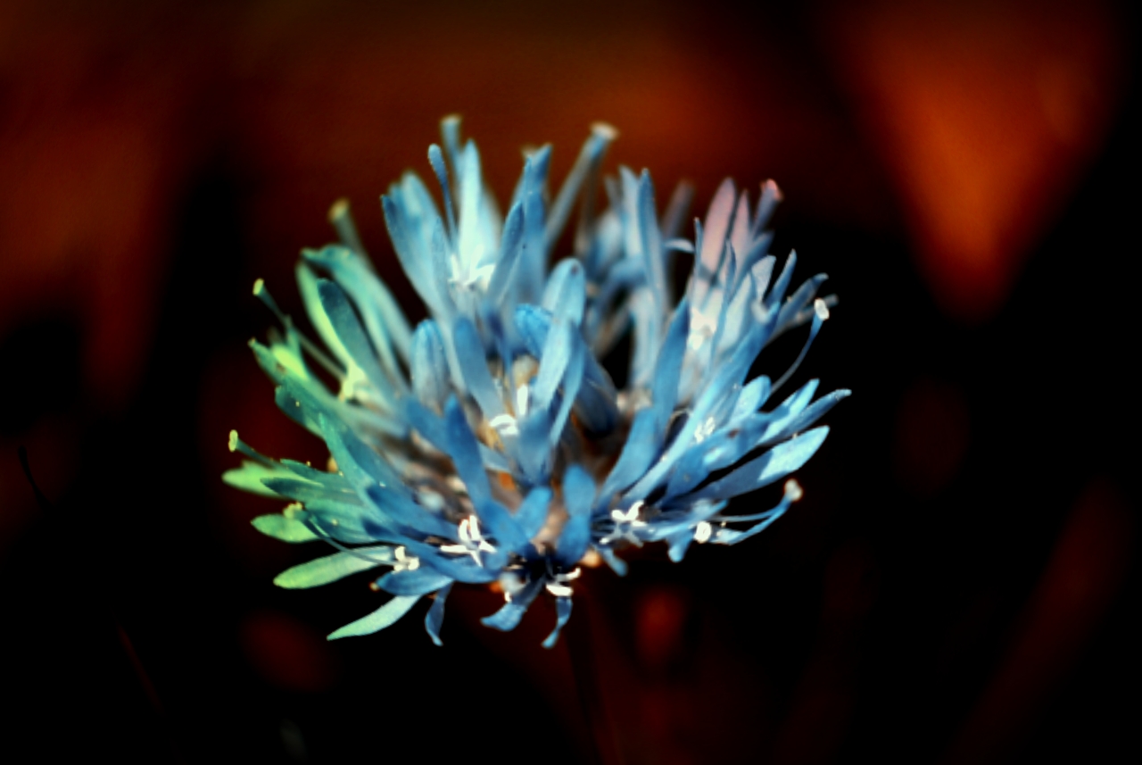 blaue Blume