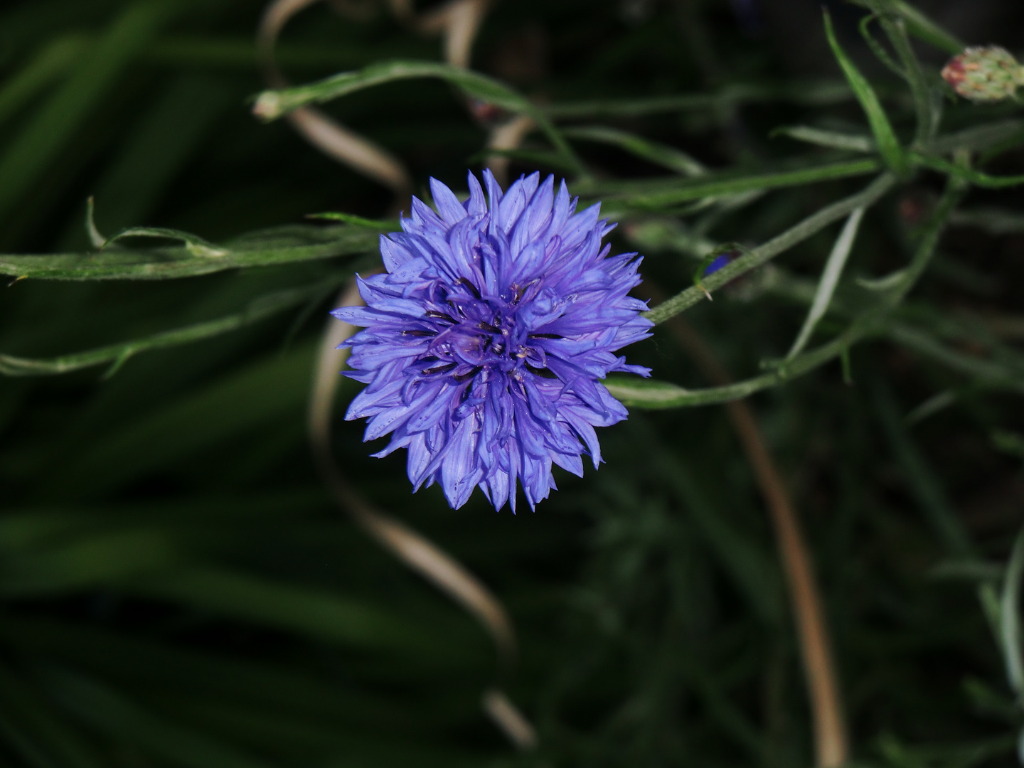 Blaue Blume