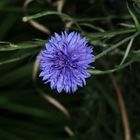 Blaue Blume