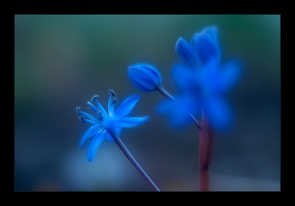 Blaue Blume...