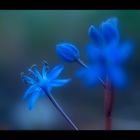 Blaue Blume...